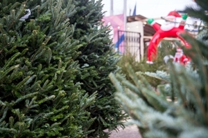 График продажи новогодних деревьев в г.п.Шарковщина