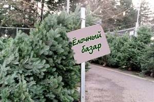 Вниманию жителей г.п.Шарковщина и района: с 20 декабря будет организована продажа новогодних деревьев