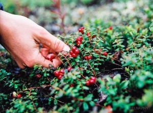 Установлены сроки сбора брусники и клюквы