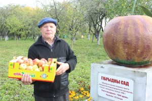 Вялікі ўраджай яблык сабралі сёлета ў сікораўскім садзе ў Алашках