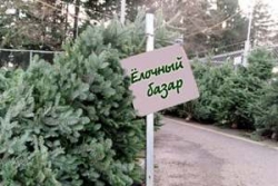Вниманию жителей г.п.Шарковщина и района: с 20 декабря будет организована продажа новогодних деревьев