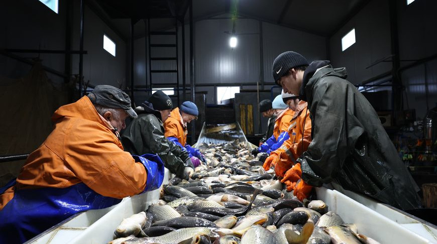 За день вылавливают до 50 тонн. Побывали в рыбхозе "Новинки", где сейчас пересаживают рыбу на зиму