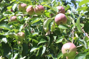 Раённае свята «Яблычны фэст» пераносіцца