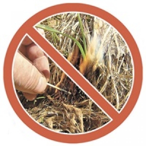 Не жгите сухую траву!