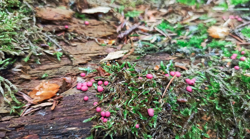 New myxomycete species discovered in Belovezhskaya Pushcha
